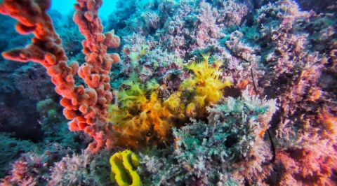 Anche Molfetta ha la sua "barriera corallina": �Colorata oasi in fondo al mare�